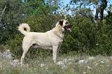 KANGAL 048